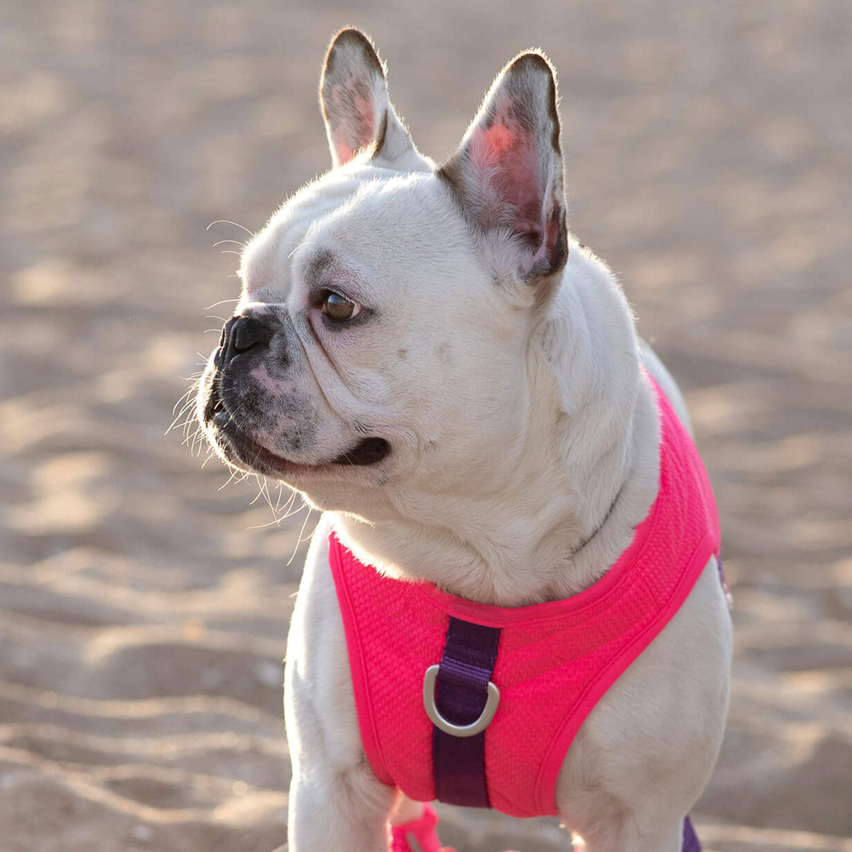 Chill Seeker Cooling Harness