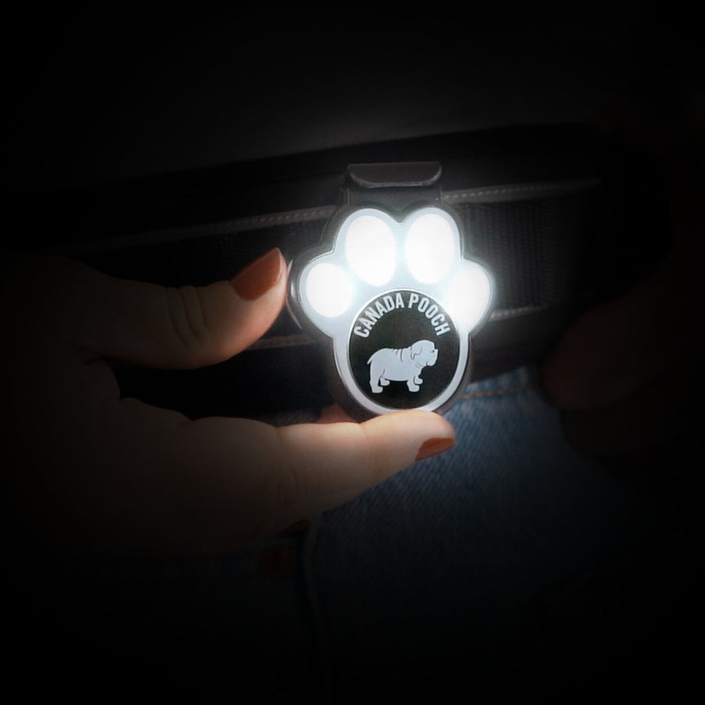 Dog Walking Safety Light