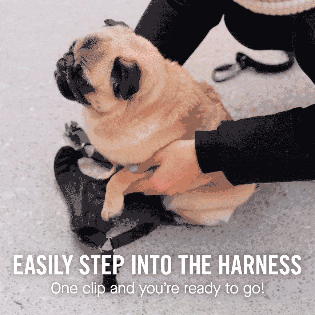 Easy-On Step-In Harness