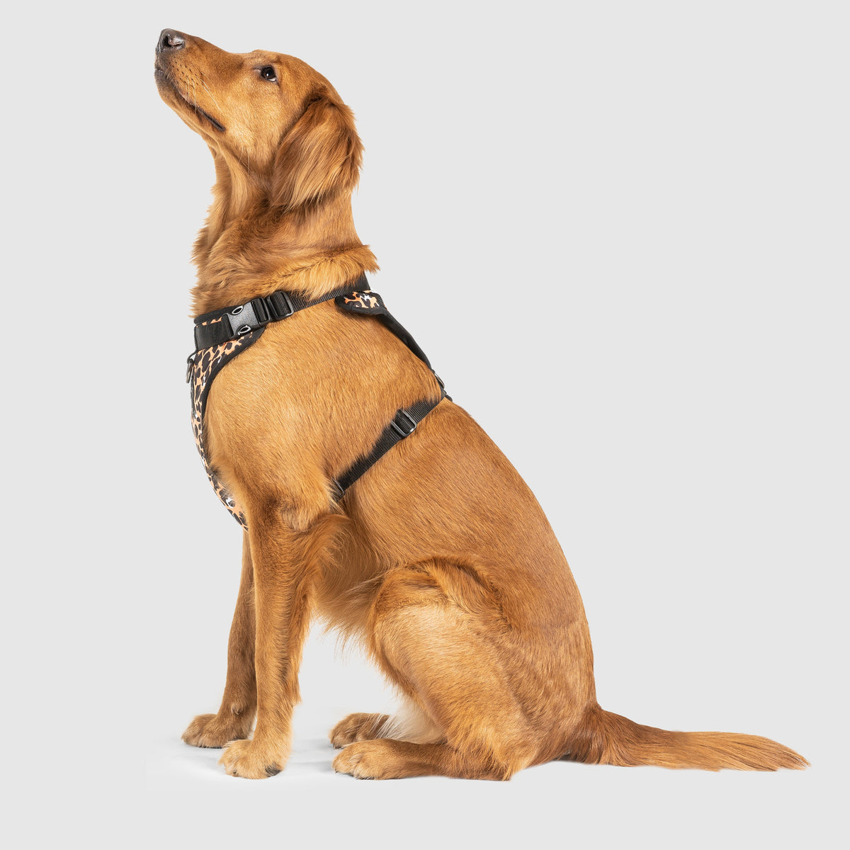 The Everything Harness Water-Resistant Series