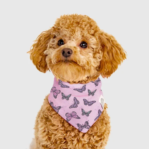 Follow Me Bandana