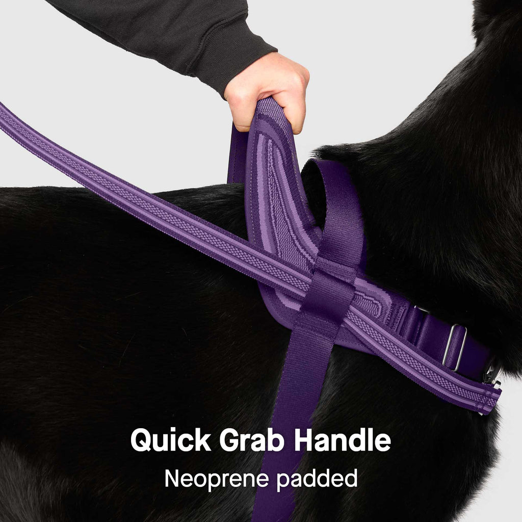 Re-Direct Harness