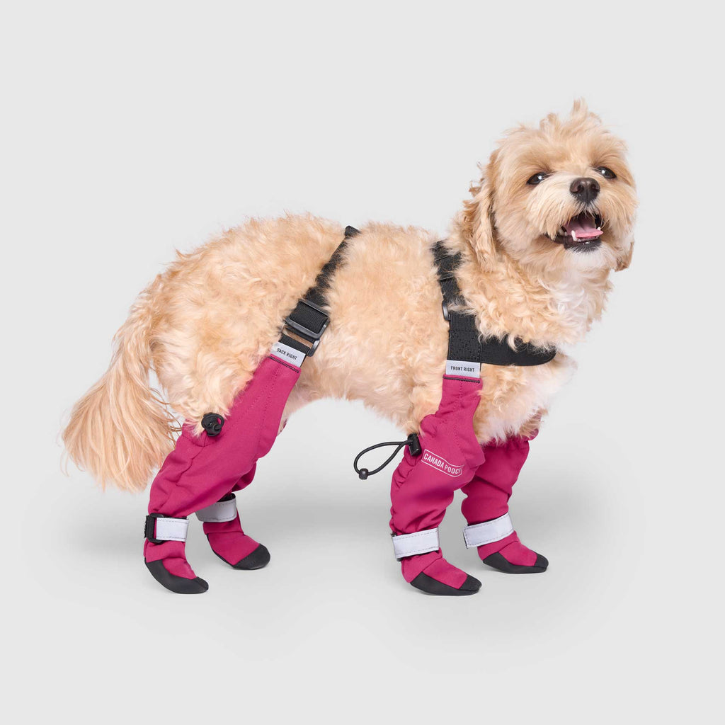 Suspender Boots
