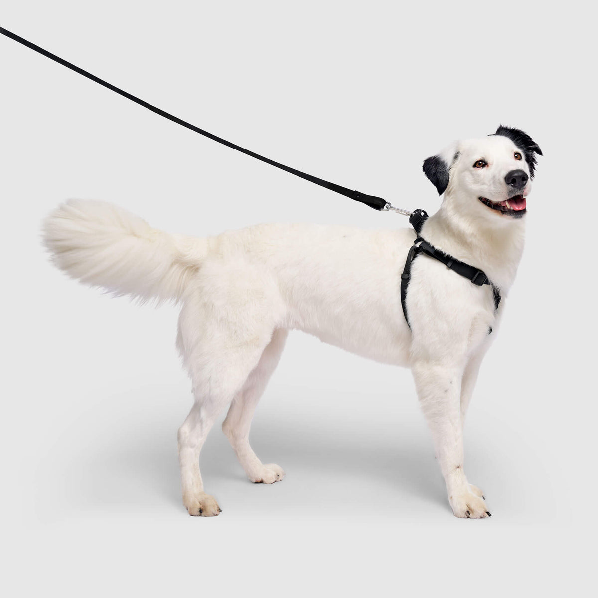 Waterproof Harness