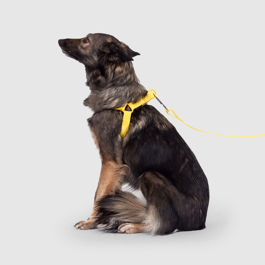 Waterproof Harness